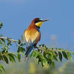 Выставка «Птицы над миром летают»