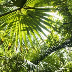 Фестиваль «Иммигранты Нового света» 2020