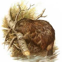 Фестиваль «День карагайлинского бобра», Киселёвск