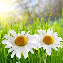 Досуговая площадка «Ромашковый день России», Петропавловск-Камчатский