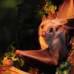 Программа «Тайны рукокрылых»