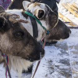Праздник оленеводов "Тэрыб кор"